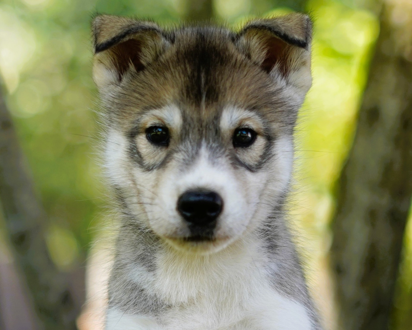 Alcateia Das Neves - Chiots disponibles - Siberian Husky