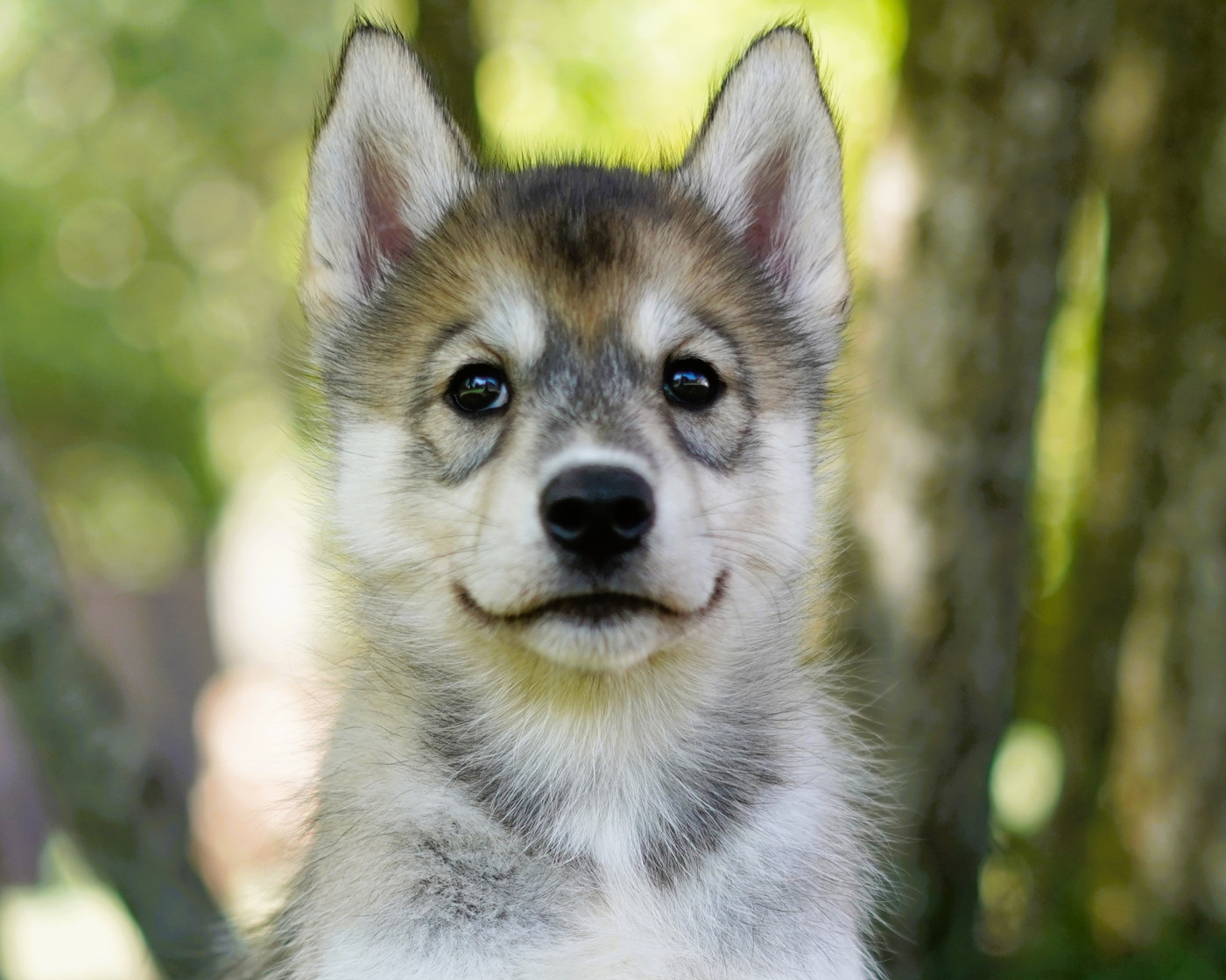 Alcateia Das Neves - Chiots disponibles - Siberian Husky