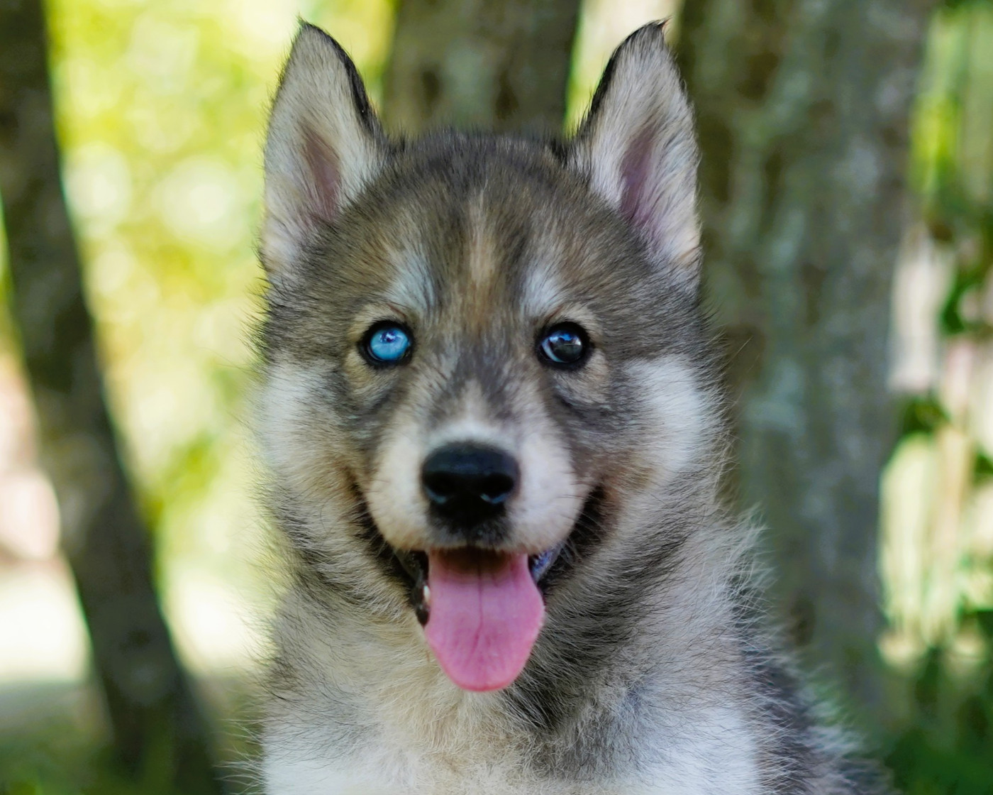 Alcateia Das Neves - Chiots disponibles - Siberian Husky