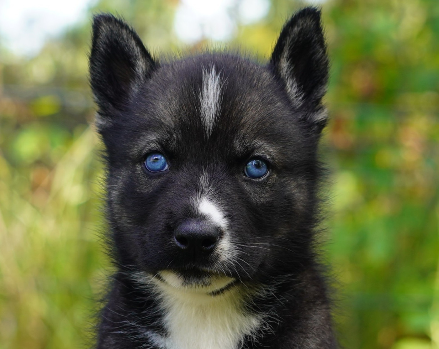 Alcateia Das Neves - Chiots disponibles - Siberian Husky