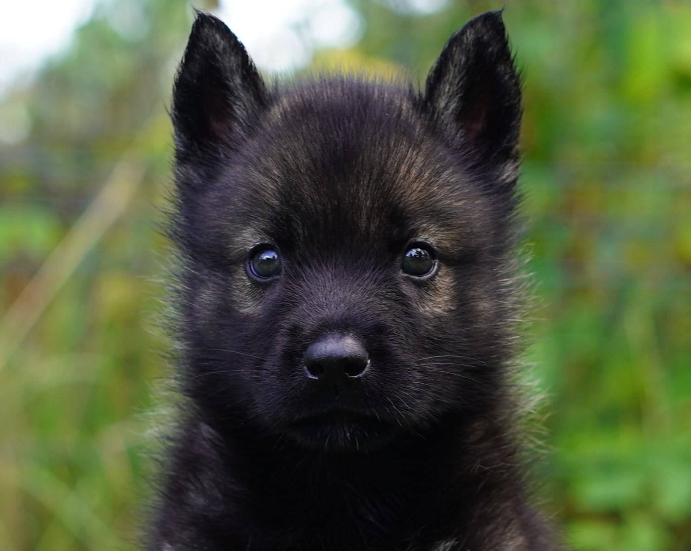 Alcateia Das Neves - Chiots disponibles - Siberian Husky
