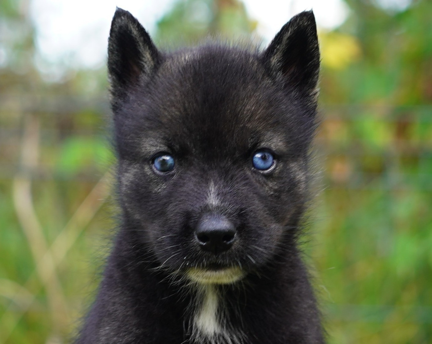 Alcateia Das Neves - Chiots disponibles - Siberian Husky