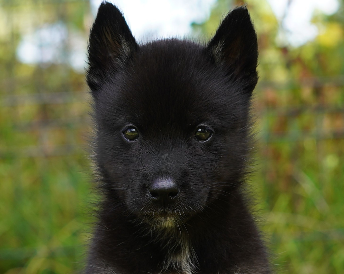 Alcateia Das Neves - Chiots disponibles - Siberian Husky