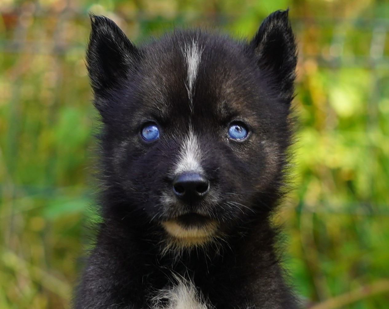 Alcateia Das Neves - Chiots disponibles - Siberian Husky