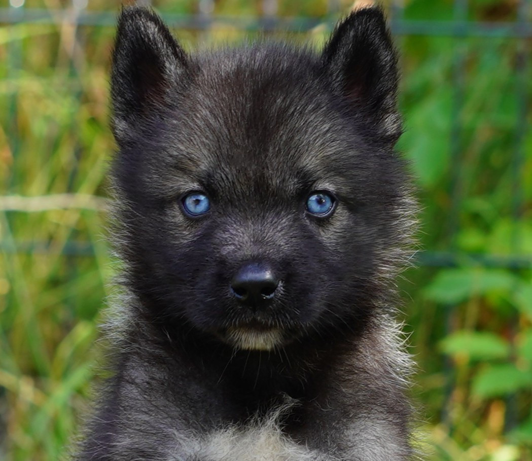 Alcateia Das Neves - Chiots disponibles - Siberian Husky