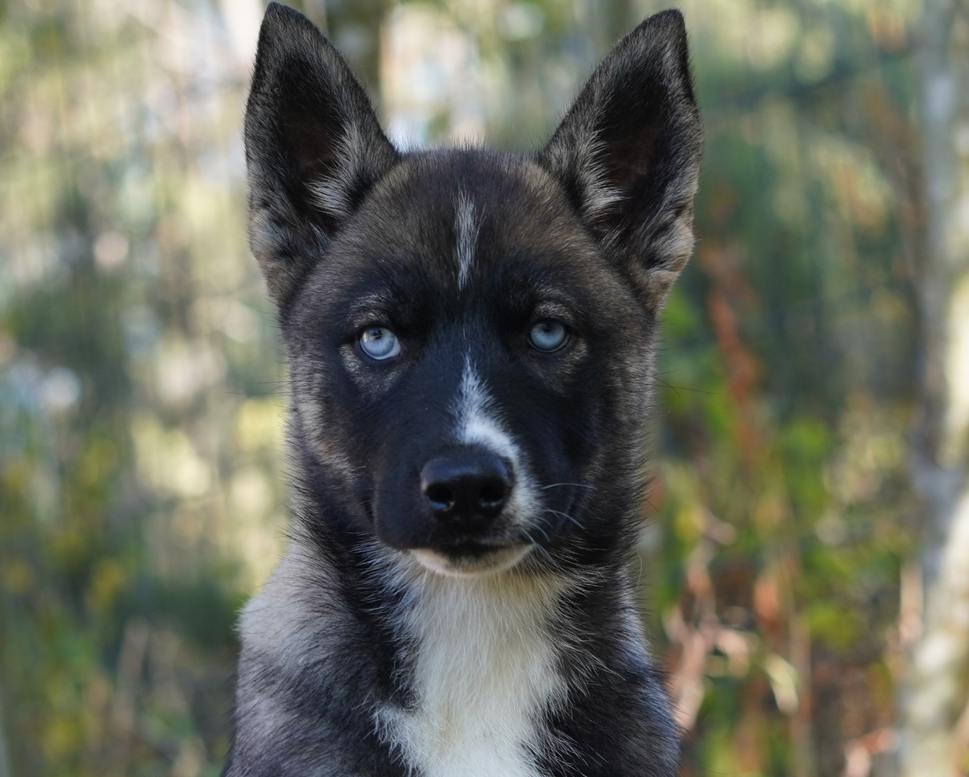 Alcateia Das Neves - Chiots disponibles - Siberian Husky