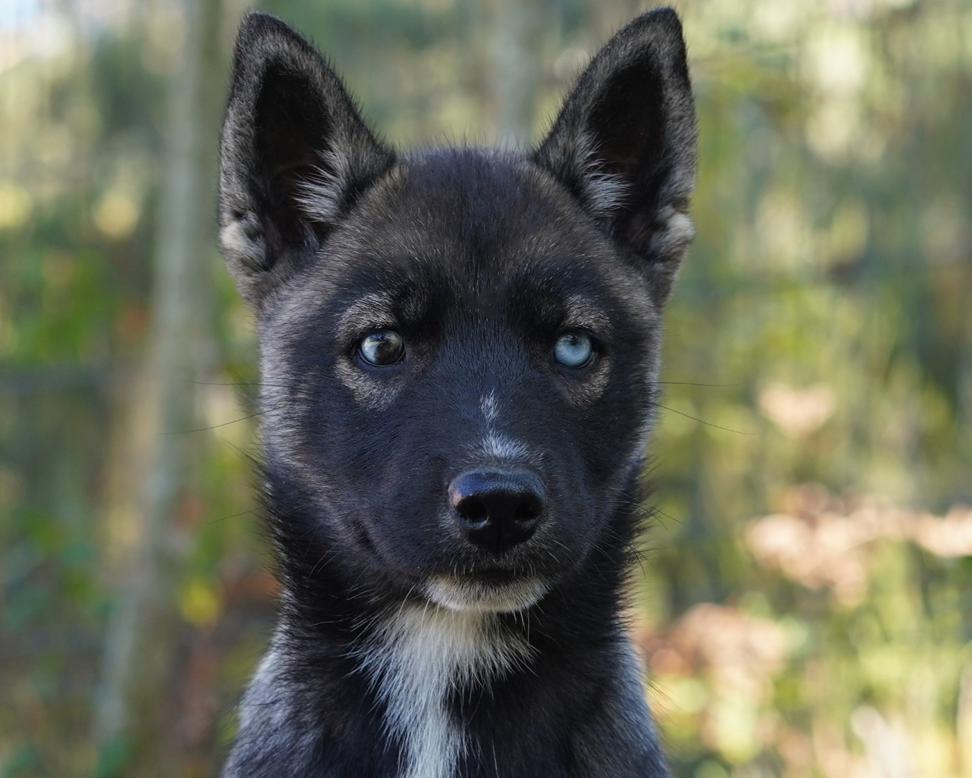 Alcateia Das Neves - Chiots disponibles - Siberian Husky