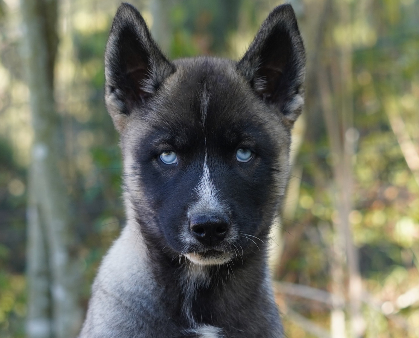 Alcateia Das Neves - Chiots disponibles - Siberian Husky