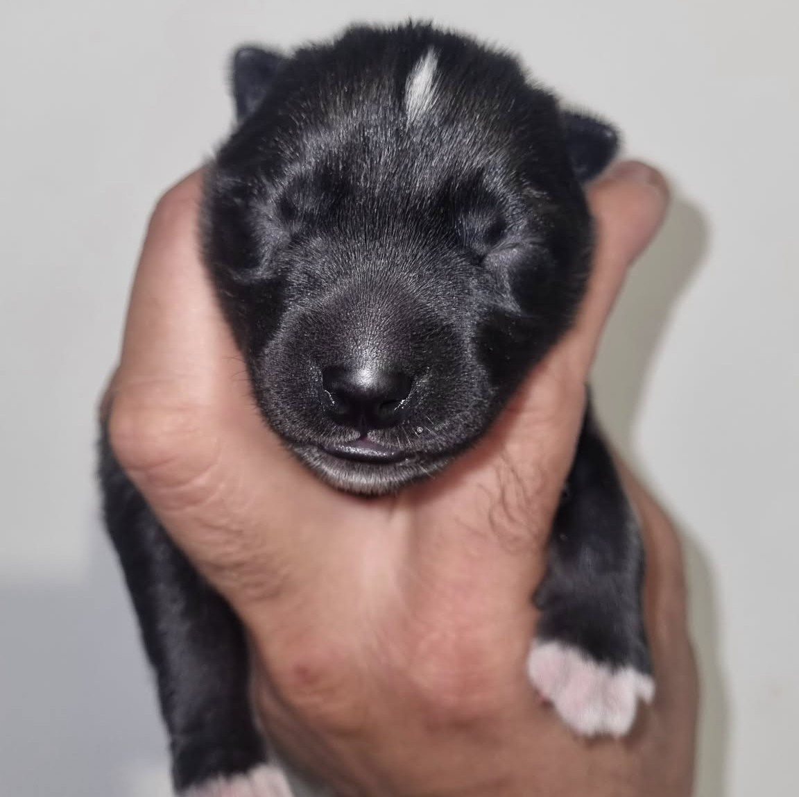 Alcateia Das Neves - Chiots disponibles - Siberian Husky
