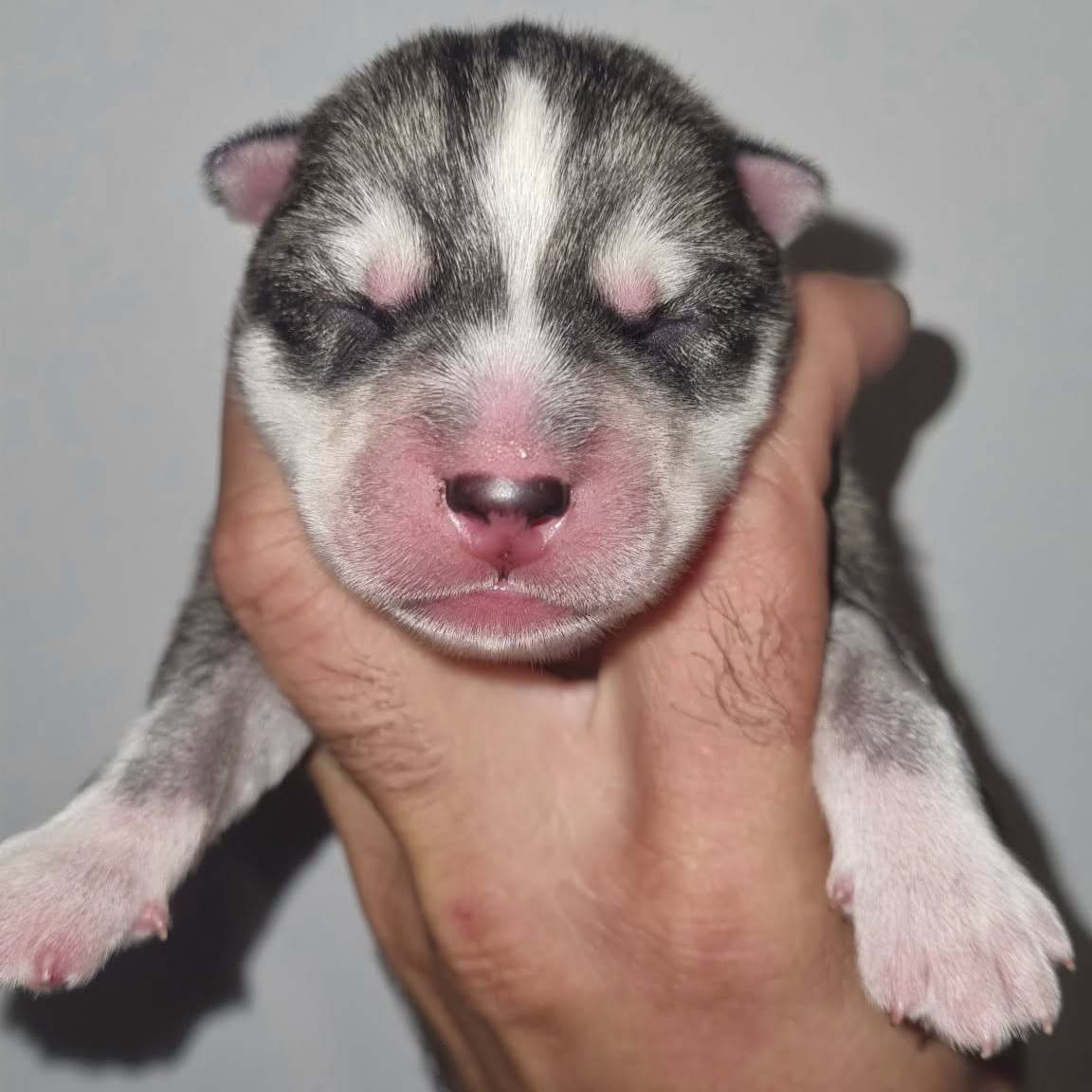 Alcateia Das Neves - Chiots disponibles - Siberian Husky