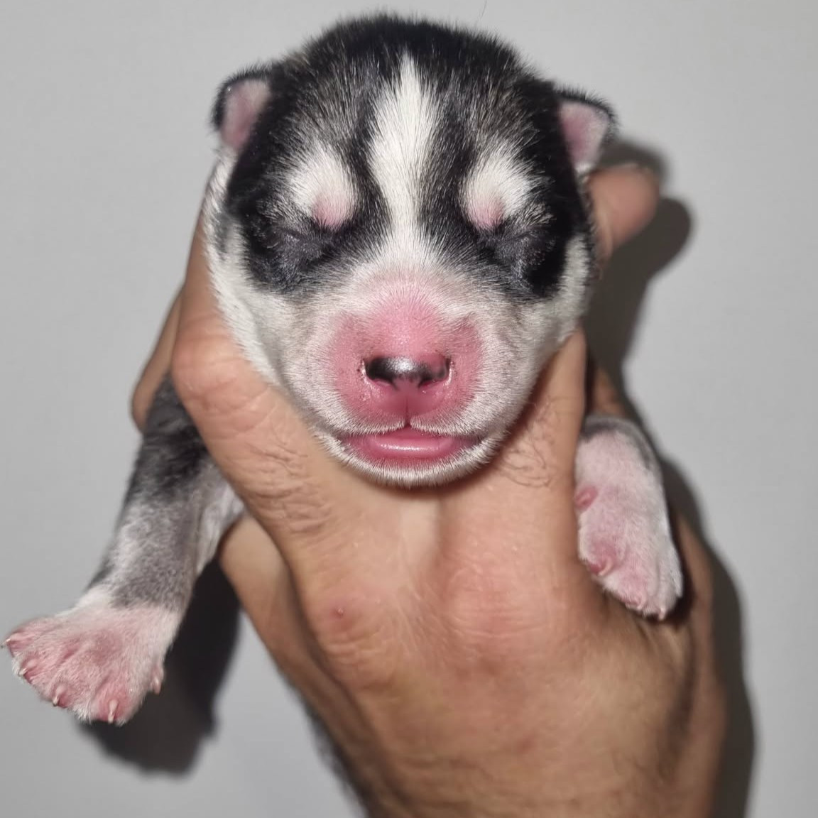 Alcateia Das Neves - Chiots disponibles - Siberian Husky