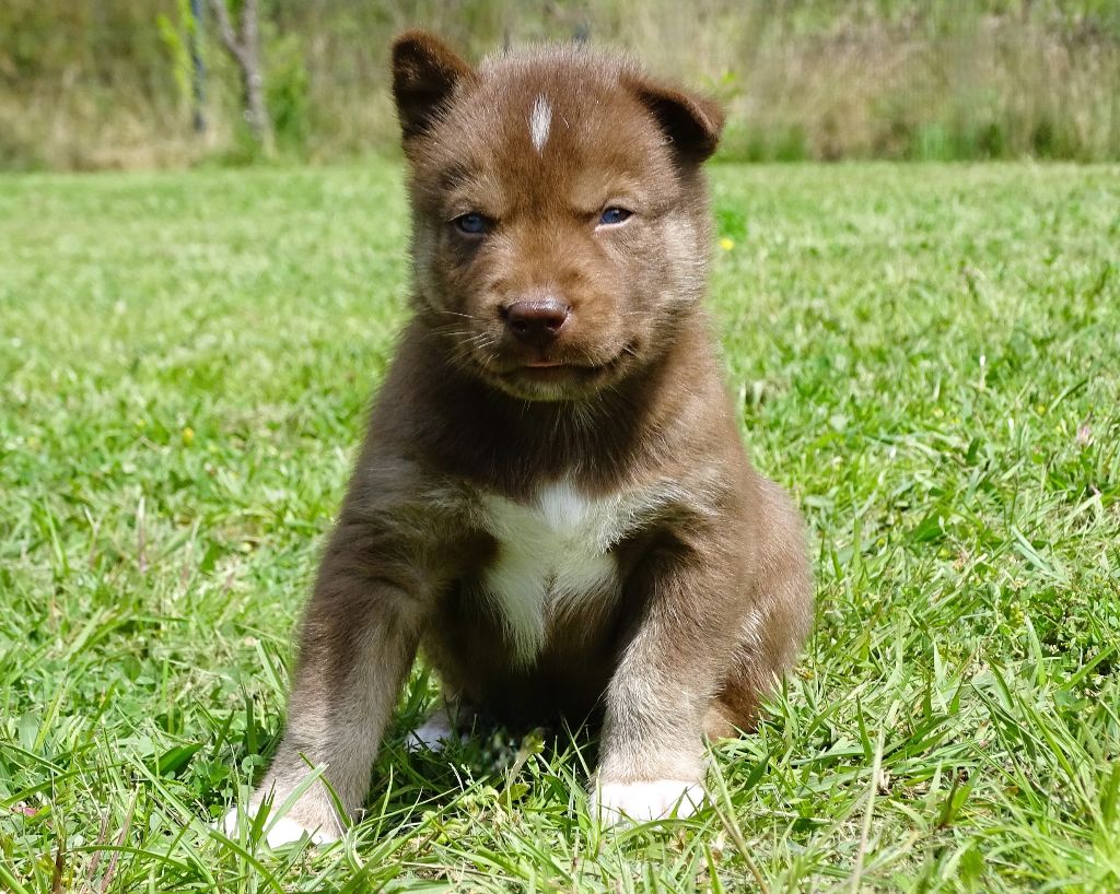 Alcateia Das Neves - Chiots disponibles - Siberian Husky