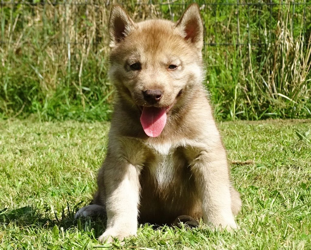 Alcateia Das Neves - Chiots disponibles - Siberian Husky