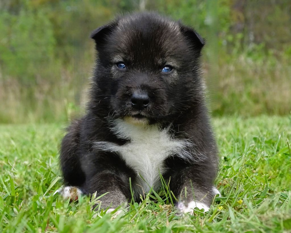 Alcateia Das Neves - Chiots disponibles - Siberian Husky