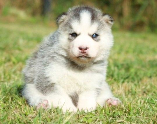 Alcateia Das Neves - Chiots disponibles - Siberian Husky