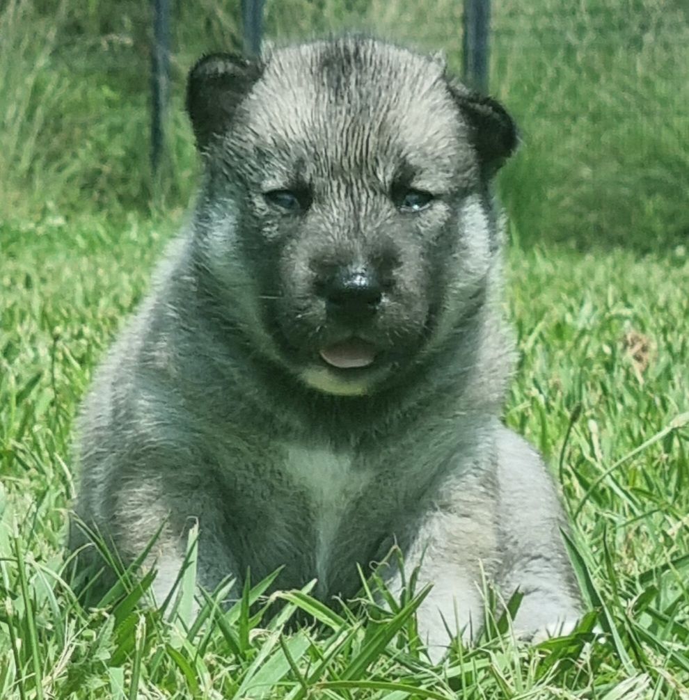Alcateia Das Neves - Chiots disponibles - Siberian Husky
