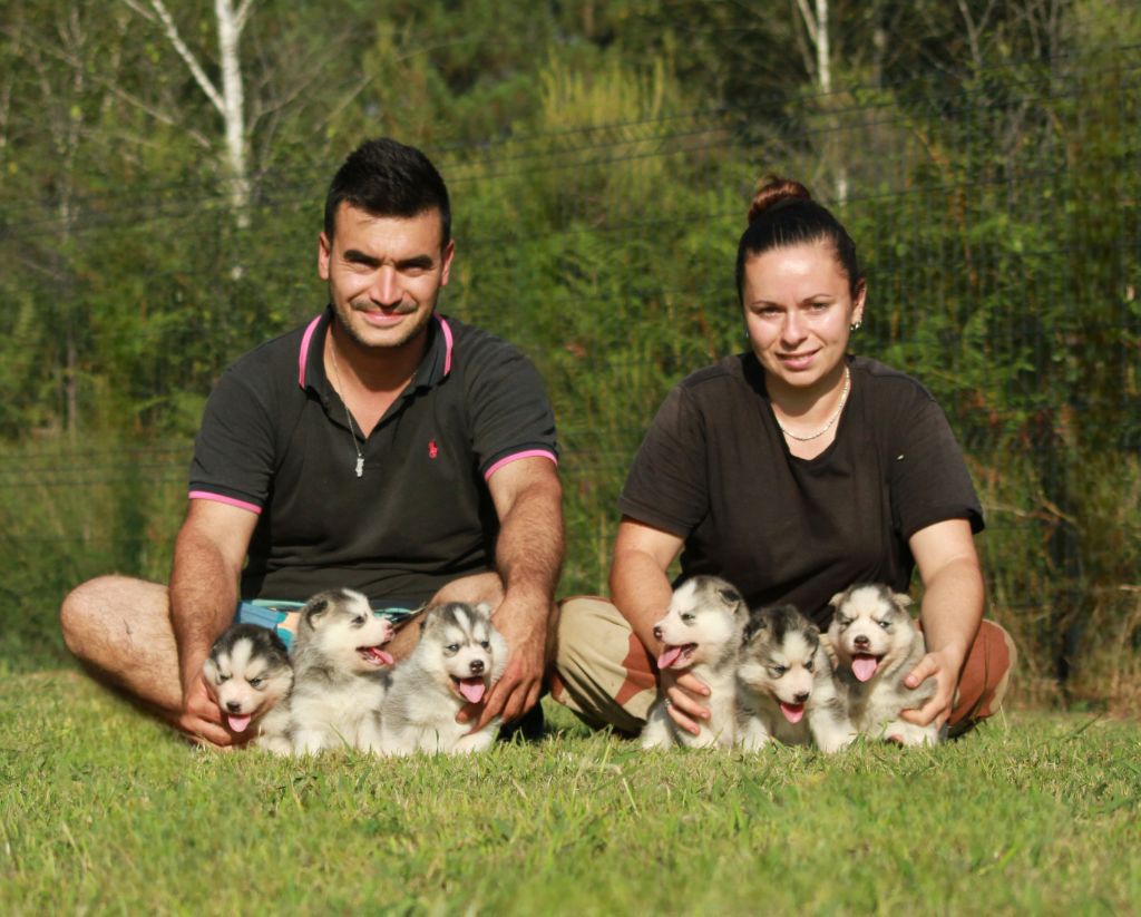 Chiot Siberian Husky Alcateia Das Neves