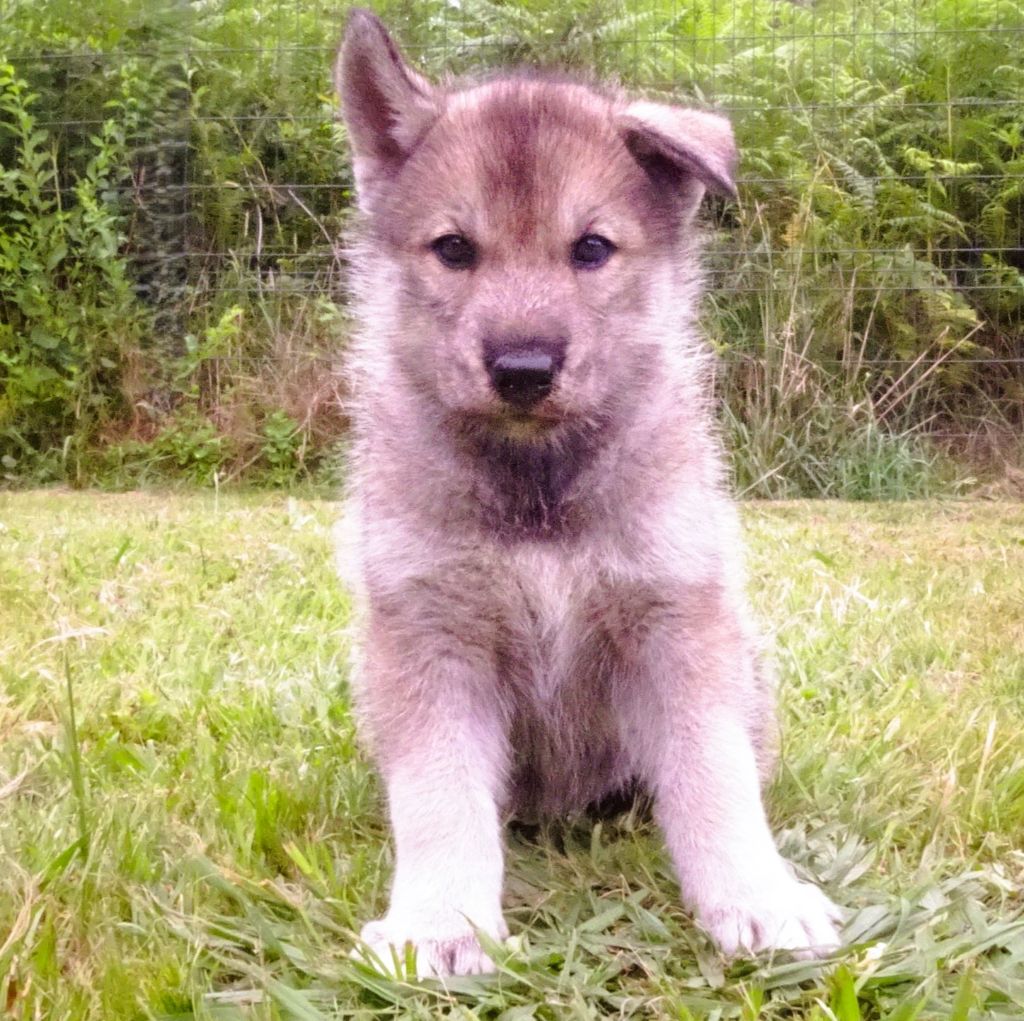 Alcateia Das Neves - Chiots disponibles - Siberian Husky