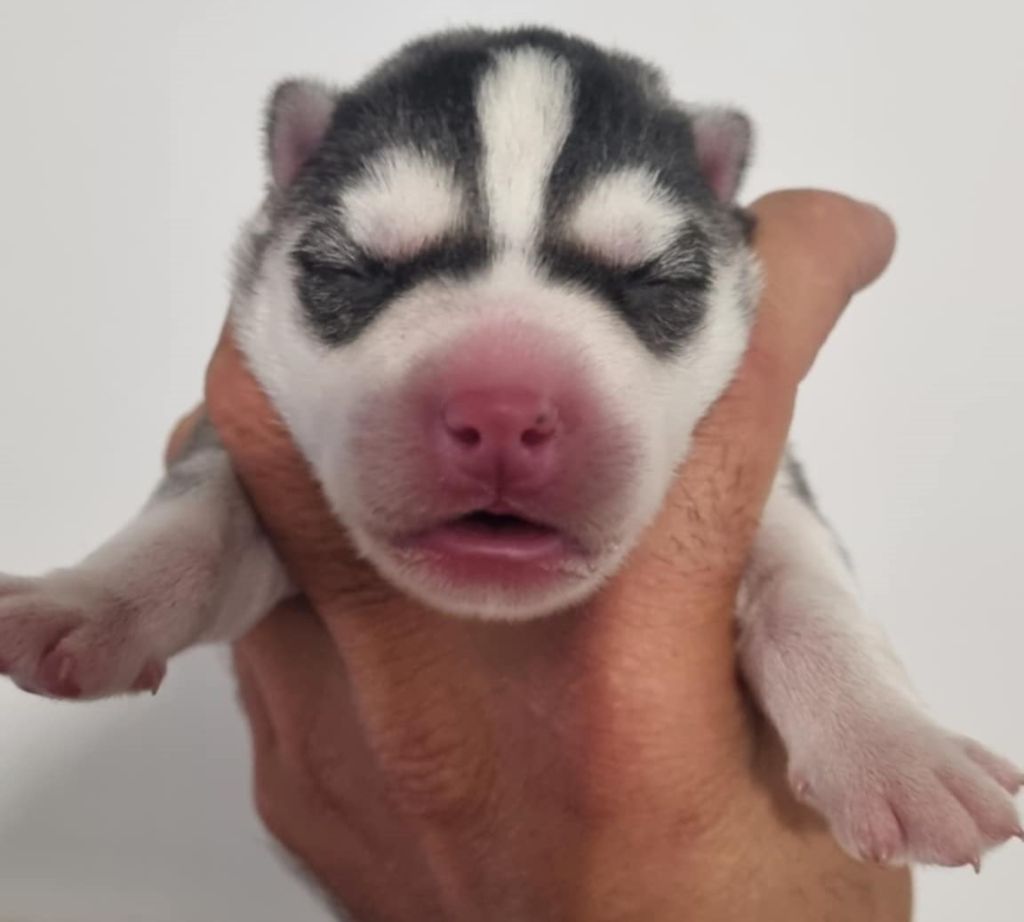 Alcateia Das Neves - Chiots disponibles - Siberian Husky