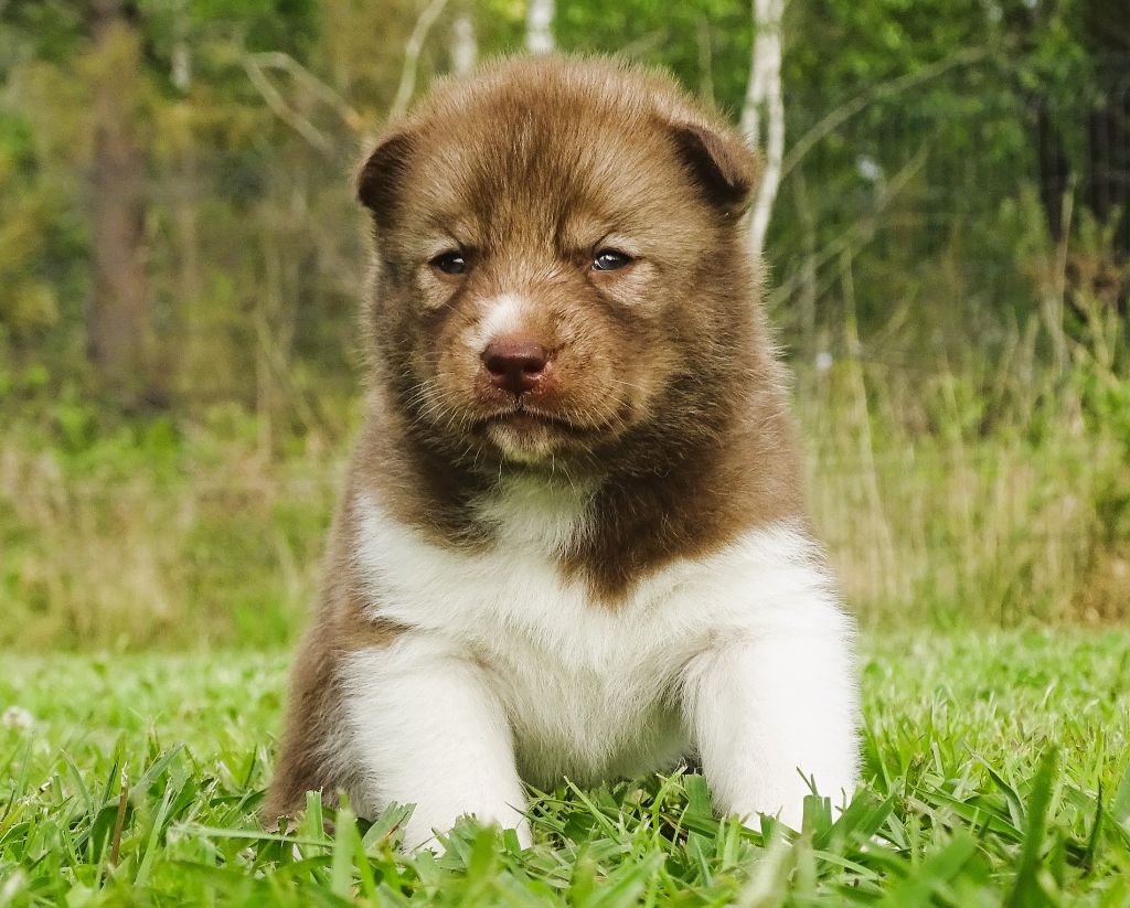 Alcateia Das Neves - Chiots disponibles - Siberian Husky