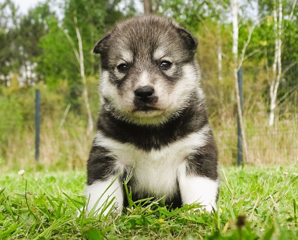 Alcateia Das Neves - Chiots disponibles - Siberian Husky