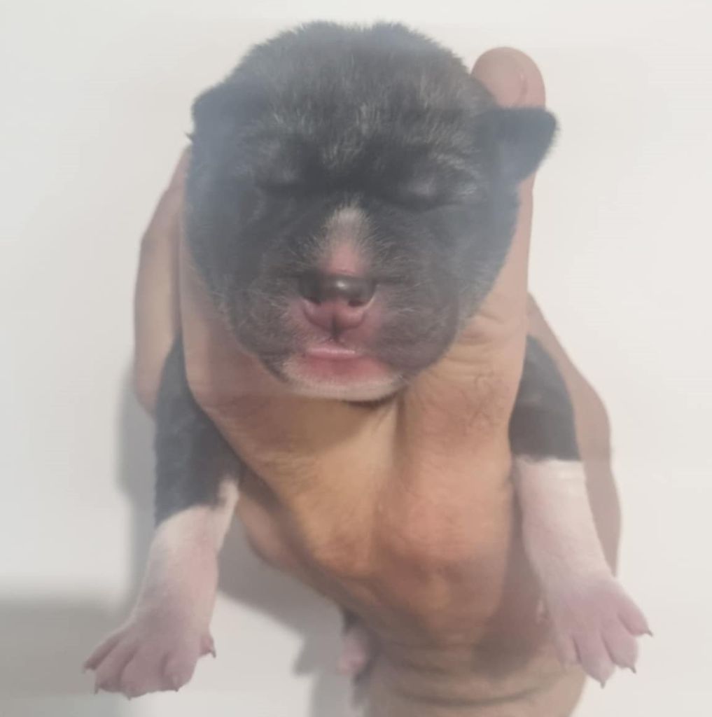 Alcateia Das Neves - Chiots disponibles - Siberian Husky
