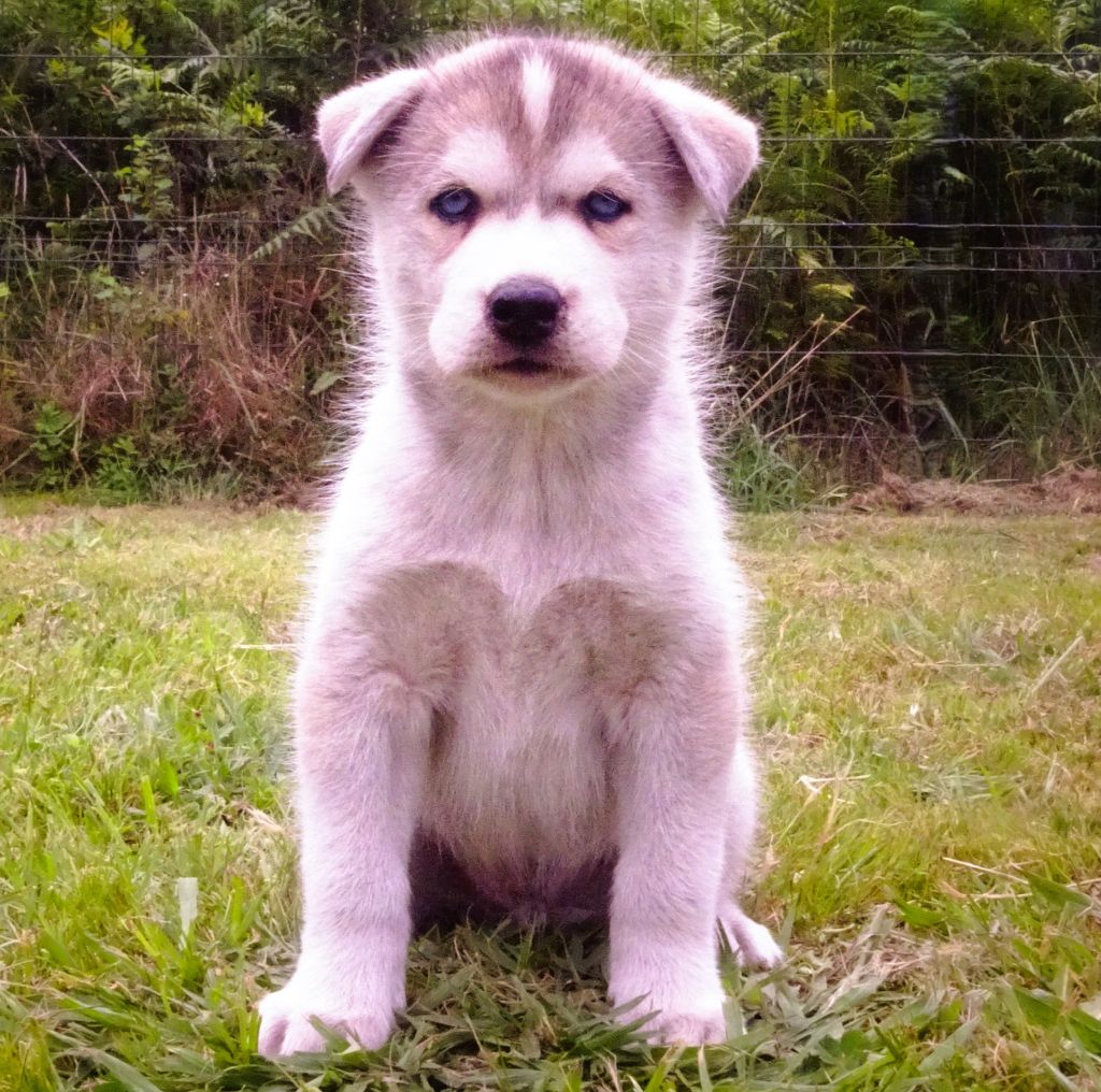 Alcateia Das Neves - Chiots disponibles - Siberian Husky