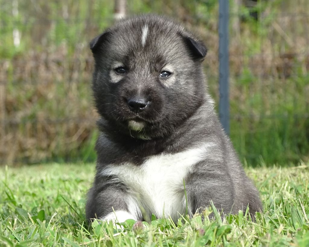 Alcateia Das Neves - Chiots disponibles - Siberian Husky