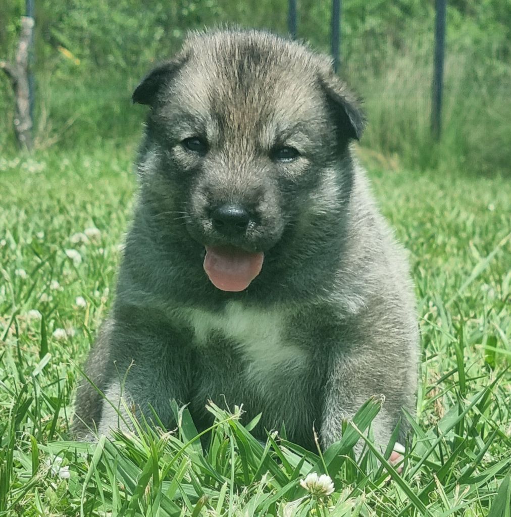 Alcateia Das Neves - Chiots disponibles - Siberian Husky