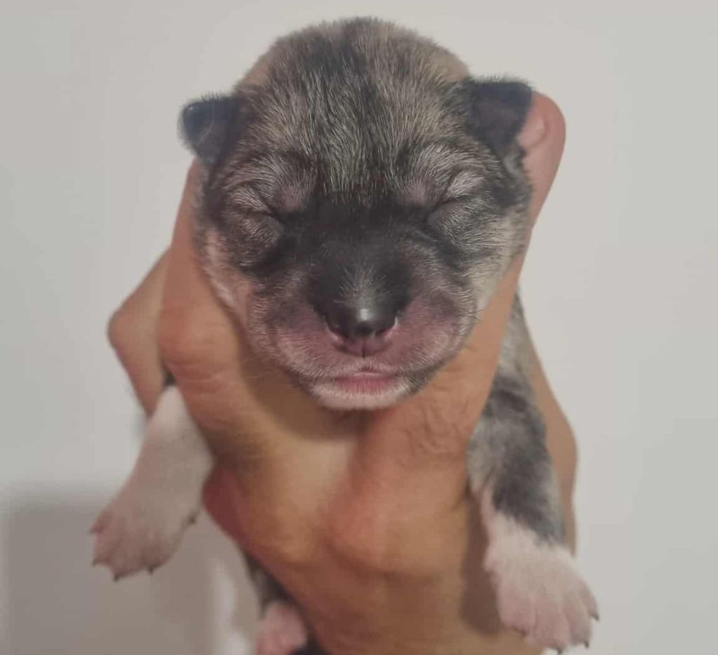 Alcateia Das Neves - Chiots disponibles - Siberian Husky