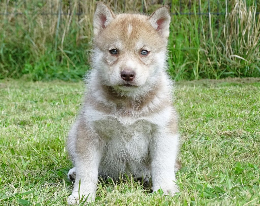 Alcateia Das Neves - Chiots disponibles - Siberian Husky