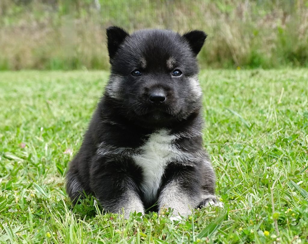 Alcateia Das Neves - Chiots disponibles - Siberian Husky