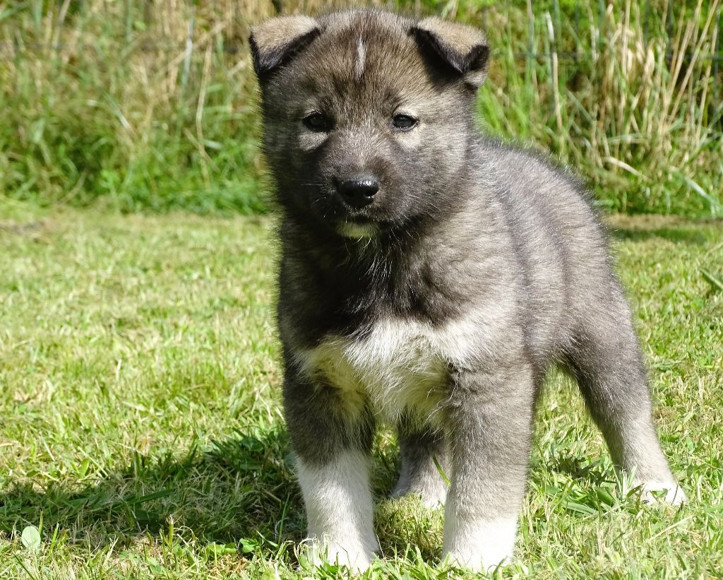 Alcateia Das Neves - Chiots disponibles - Siberian Husky