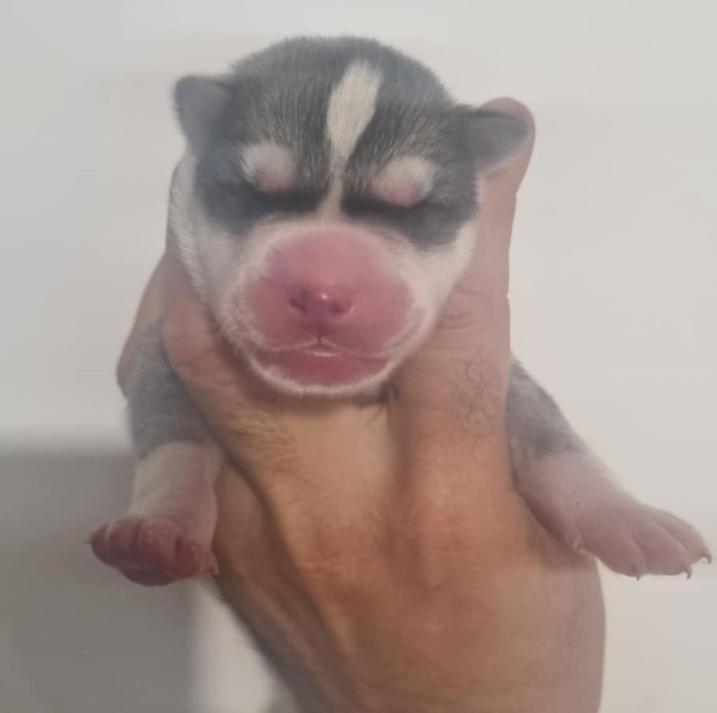 Alcateia Das Neves - Chiots disponibles - Siberian Husky