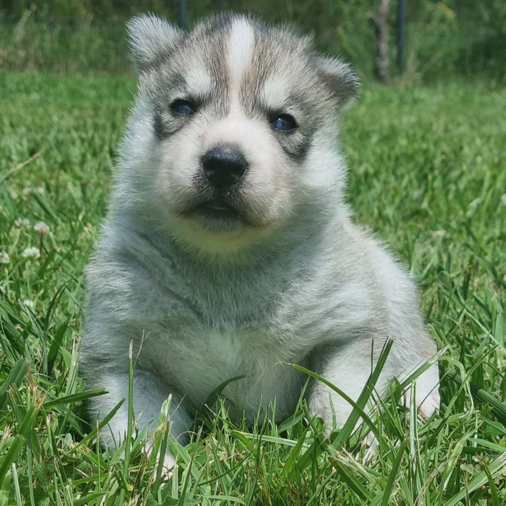 Alcateia Das Neves - Chiots disponibles - Siberian Husky