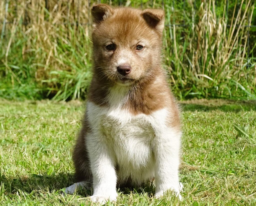 Alcateia Das Neves - Chiots disponibles - Siberian Husky