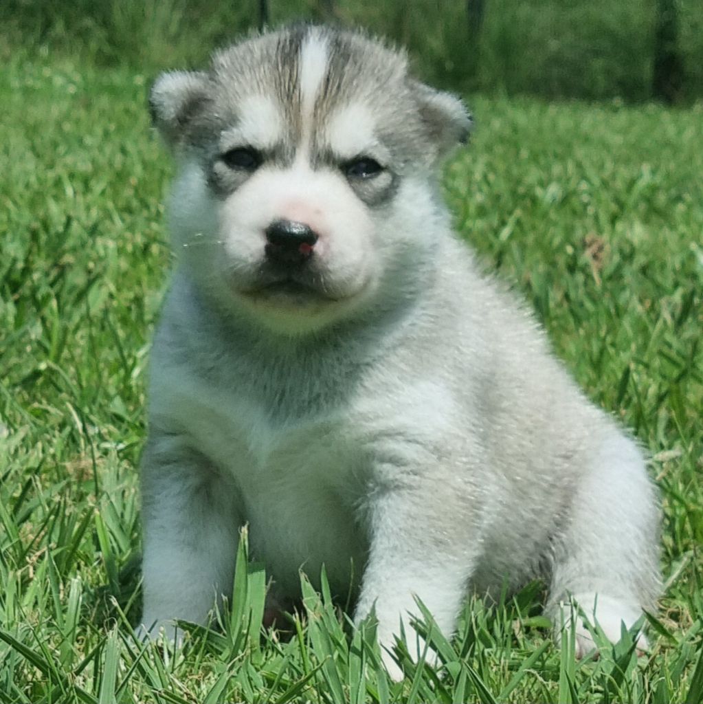 Alcateia Das Neves - Chiots disponibles - Siberian Husky