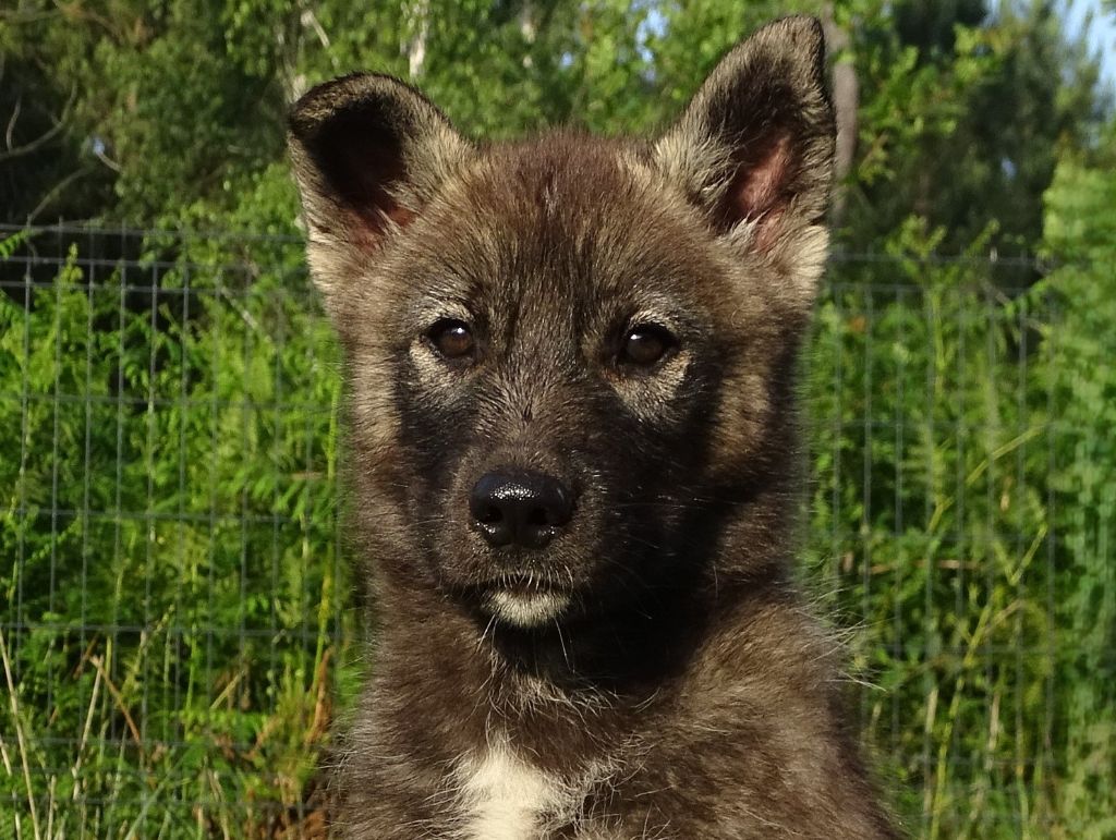 Alcateia Das Neves - Chiots disponibles - Siberian Husky