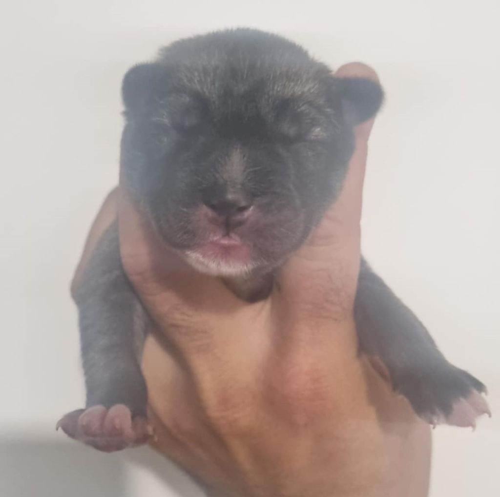 Alcateia Das Neves - Chiots disponibles - Siberian Husky