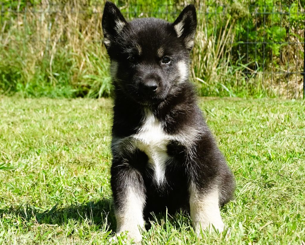 Alcateia Das Neves - Chiots disponibles - Siberian Husky