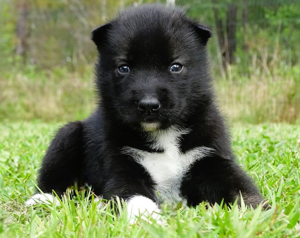 Alcateia Das Neves - Chiots disponibles - Siberian Husky