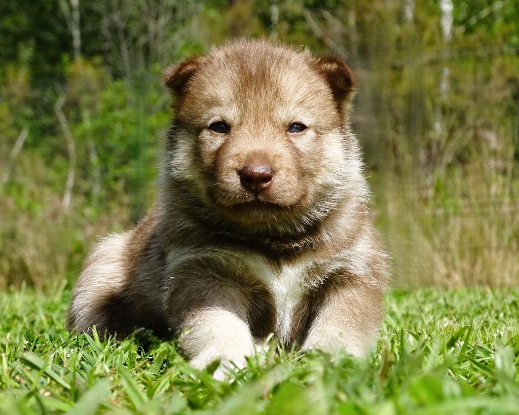Alcateia Das Neves - Chiots disponibles - Siberian Husky