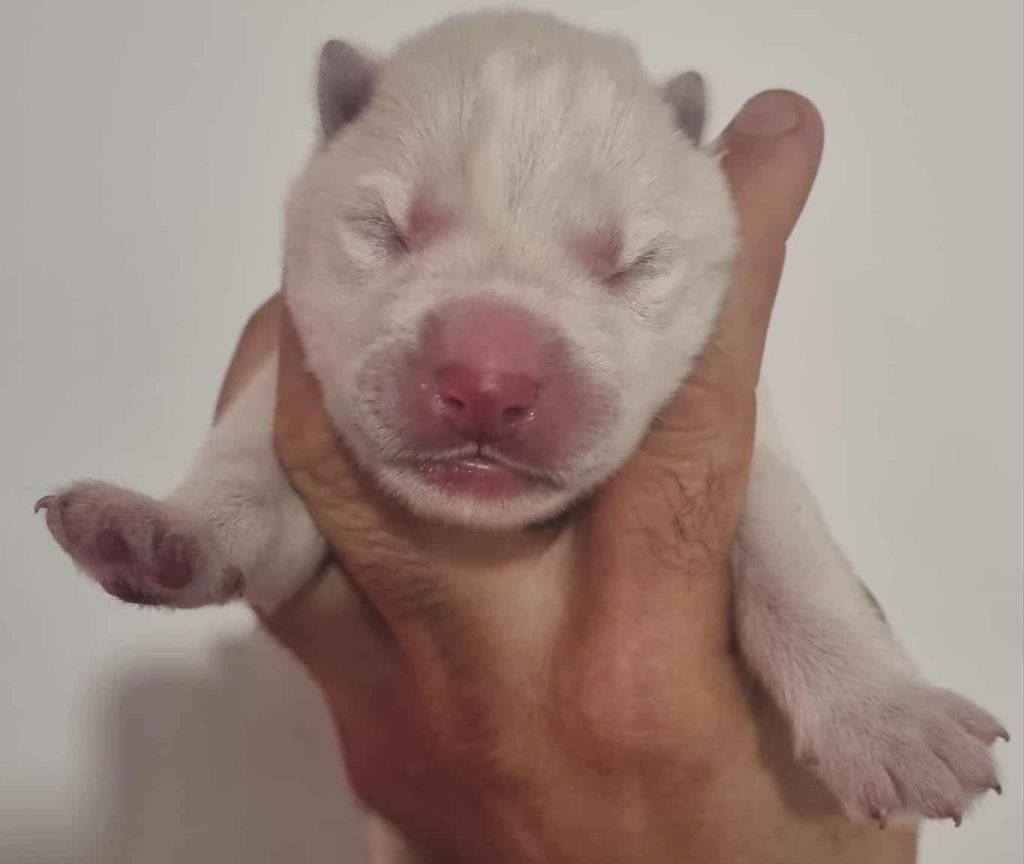 Alcateia Das Neves - Chiots disponibles - Siberian Husky