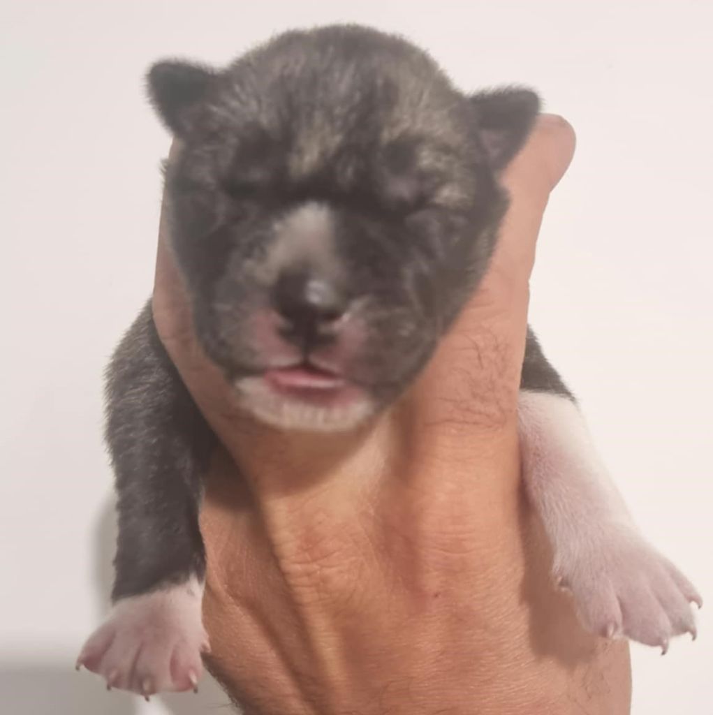 Alcateia Das Neves - Chiots disponibles - Siberian Husky