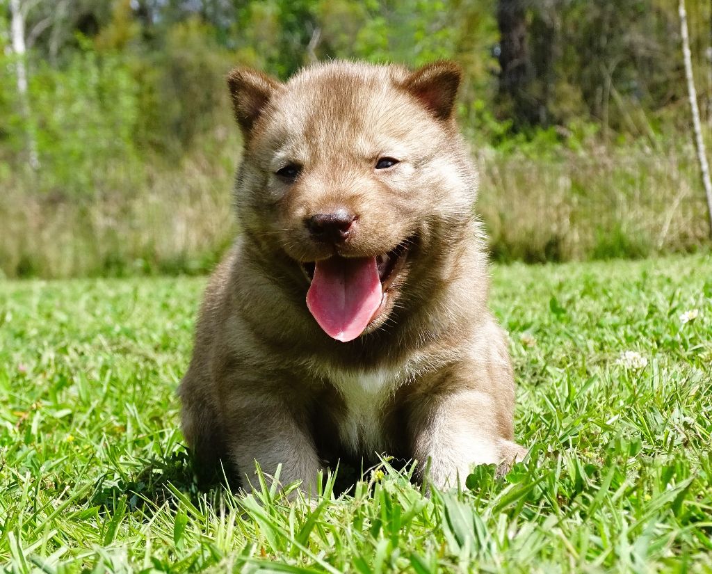 Alcateia Das Neves - Chiots disponibles - Siberian Husky