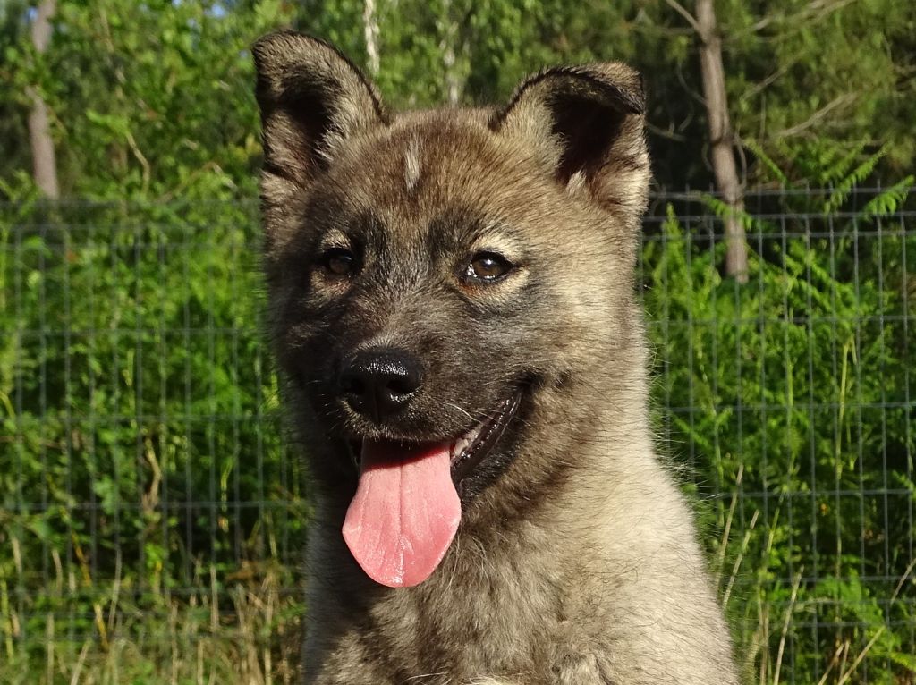 Alcateia Das Neves - Chiots disponibles - Siberian Husky