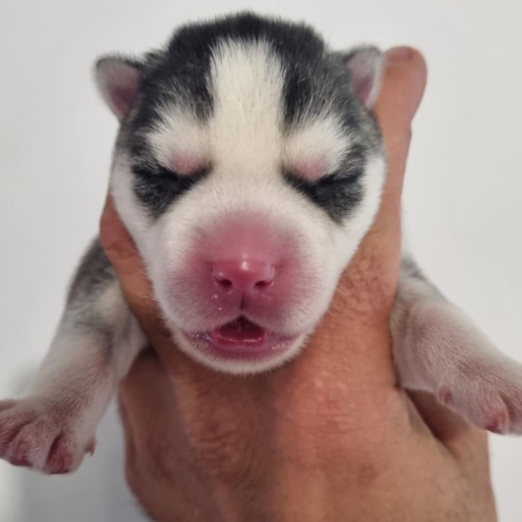 Alcateia Das Neves - Chiots disponibles - Siberian Husky