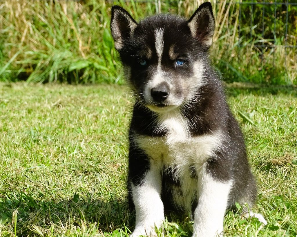 Alcateia Das Neves - Chiots disponibles - Siberian Husky