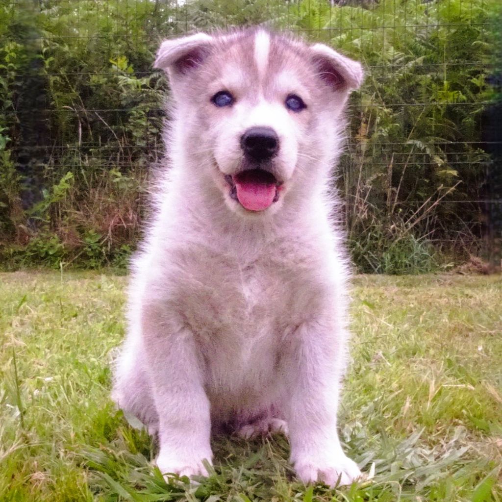 Alcateia Das Neves - Chiots disponibles - Siberian Husky