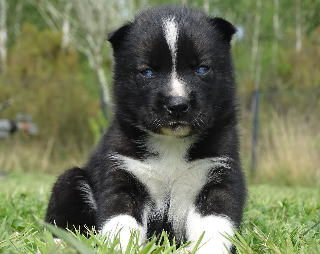 Alcateia Das Neves - Chiots disponibles - Siberian Husky